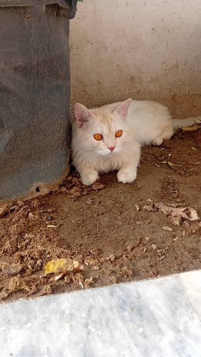male Persian
