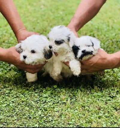 Shih Tzu | Shihtzu | Shitzu Pups | Puppies | Dog | puppy For sale