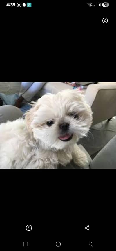 Shih Tzu | Shihtzu | Shitzu Pups | Puppies | Dog | puppy For sale