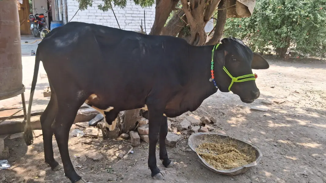 sahiwal x Cholistani Cross wachi 2 Dant — photo 2