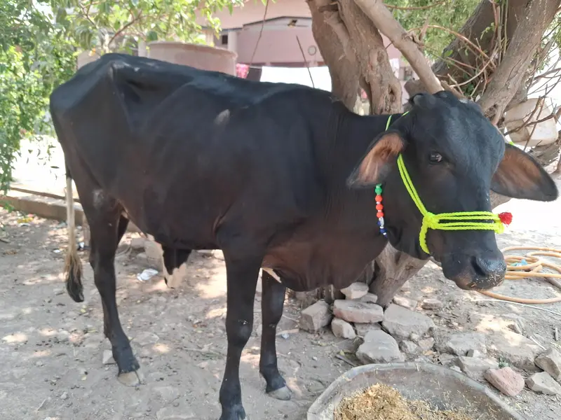 sahiwal x Cholistani Cross wachi 2 Dant — photo 3