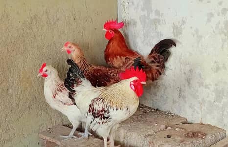 Misri Murgha Murghi, Lovebirds and 8 portion cage all for sale