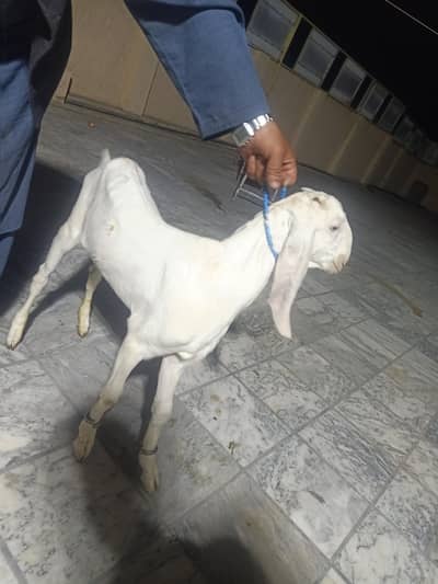 gulabi rajanpuri Bakra
