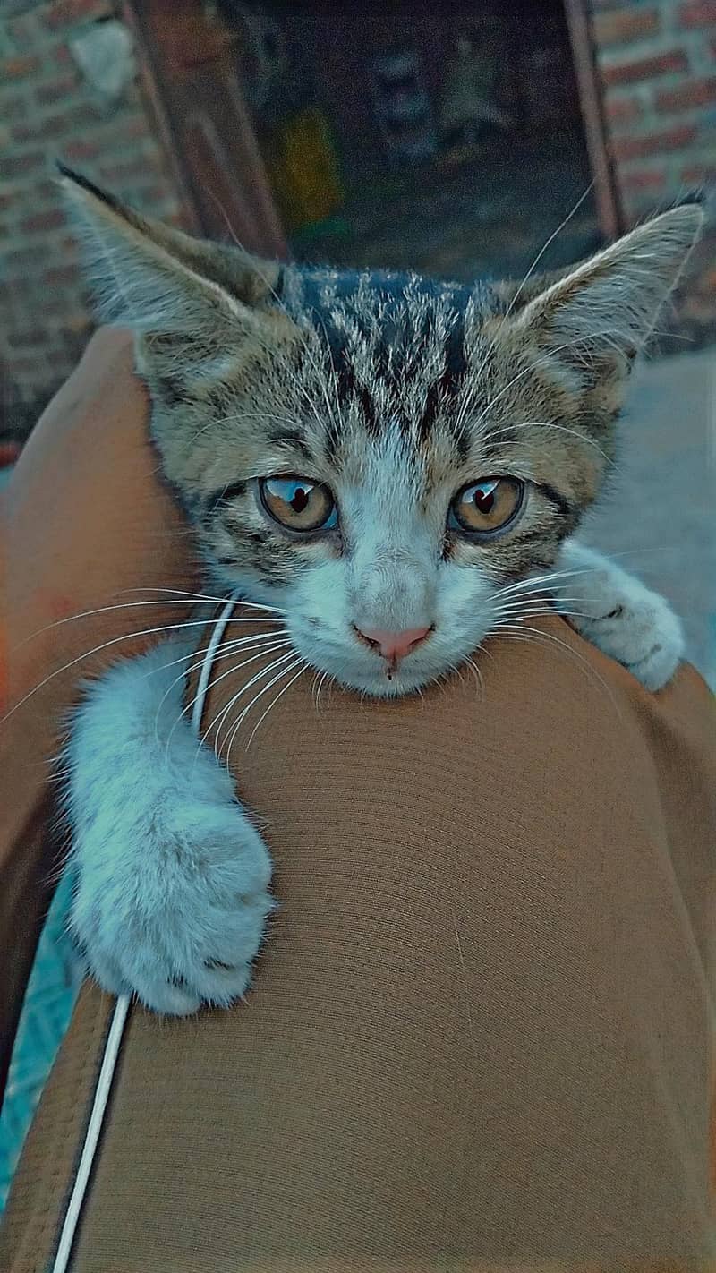 cats  0