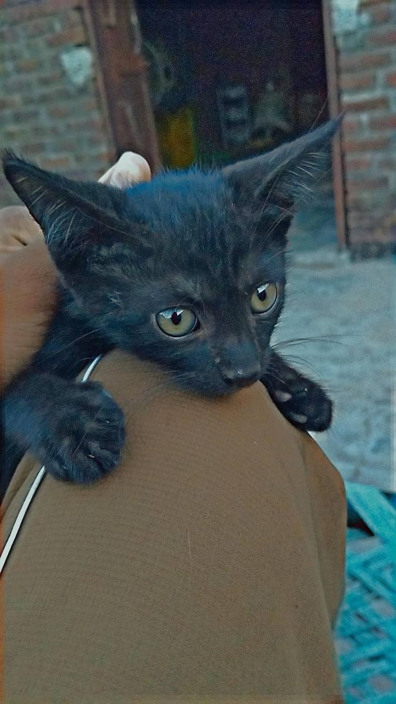 cats  1