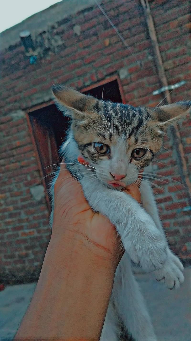 cats  2