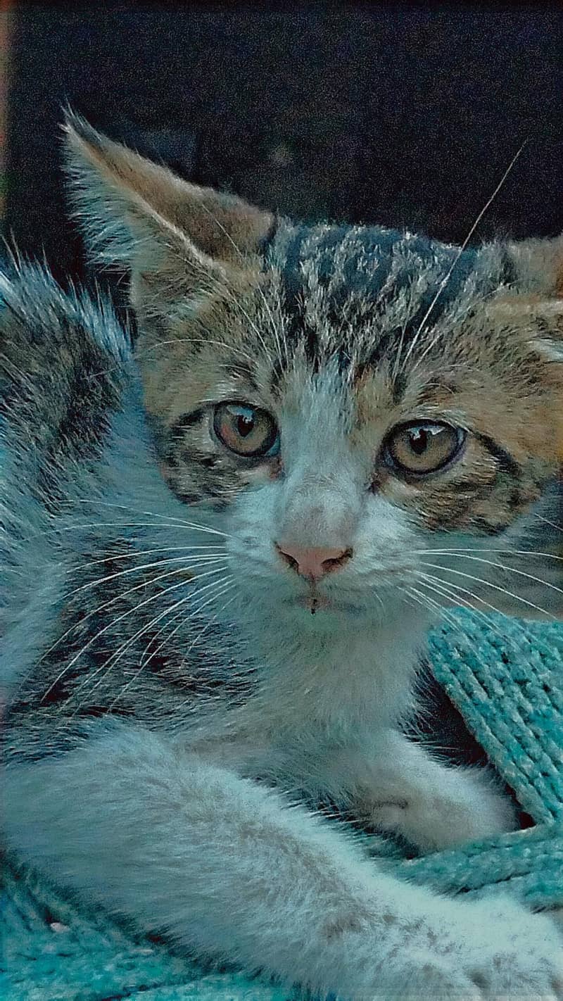 cats  3