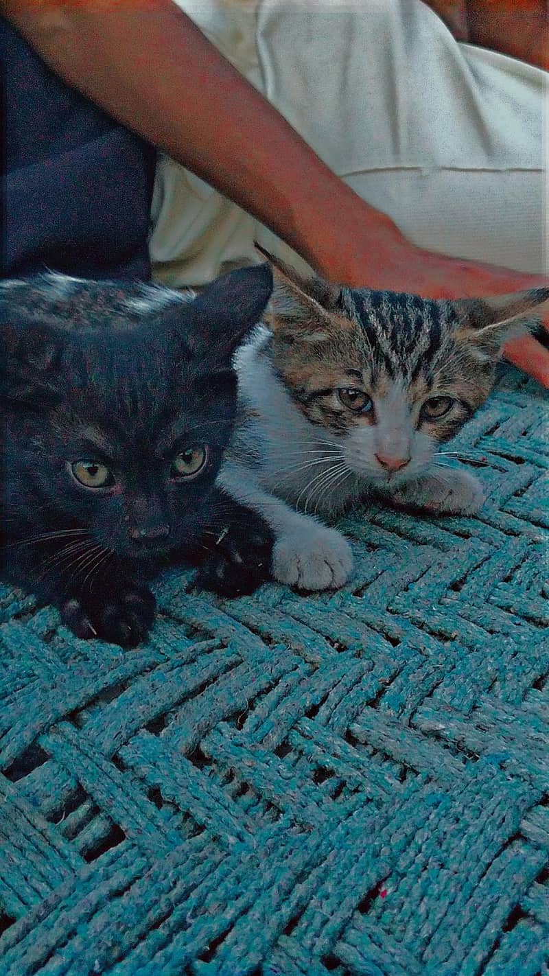 cats  4
