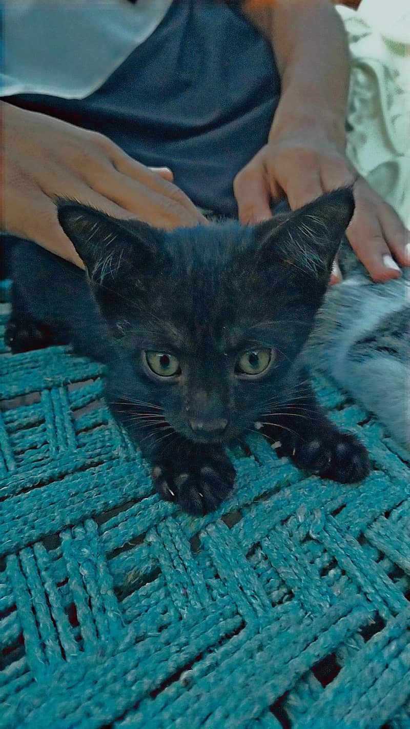cats  5