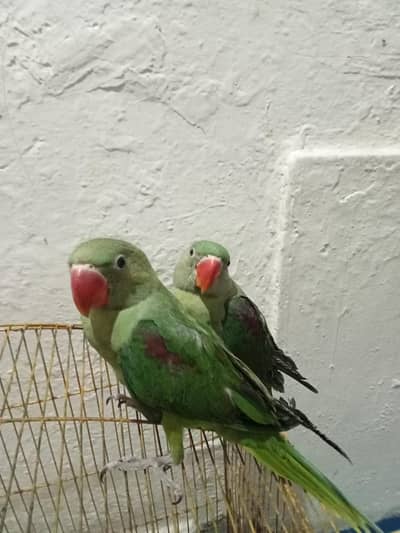 raw parrot pair RS30000