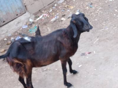 Beautiful Bakri For sale with 1 kg milk. . . . . .