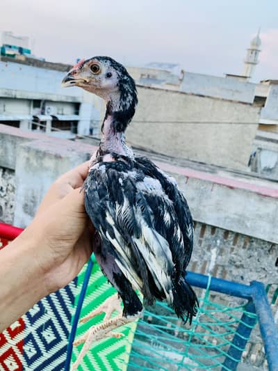 Aseel lasani chicks