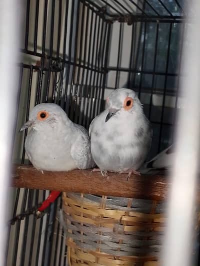 birds setup for sale