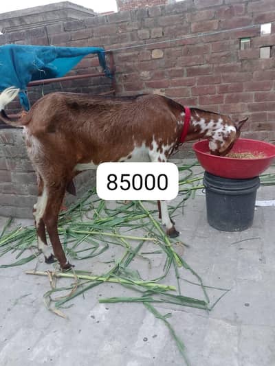 ek Bakra Hy or ek Bakra hy