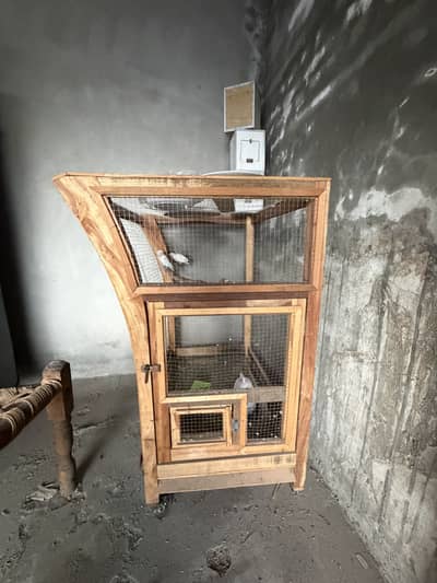 Albino love birds for sale with cage