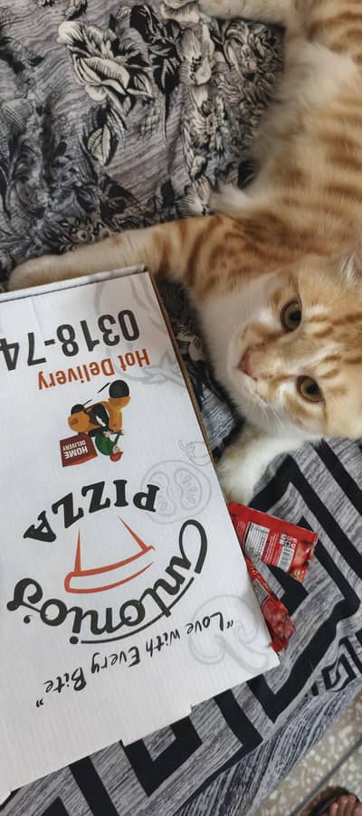 Orange Turkish Angora