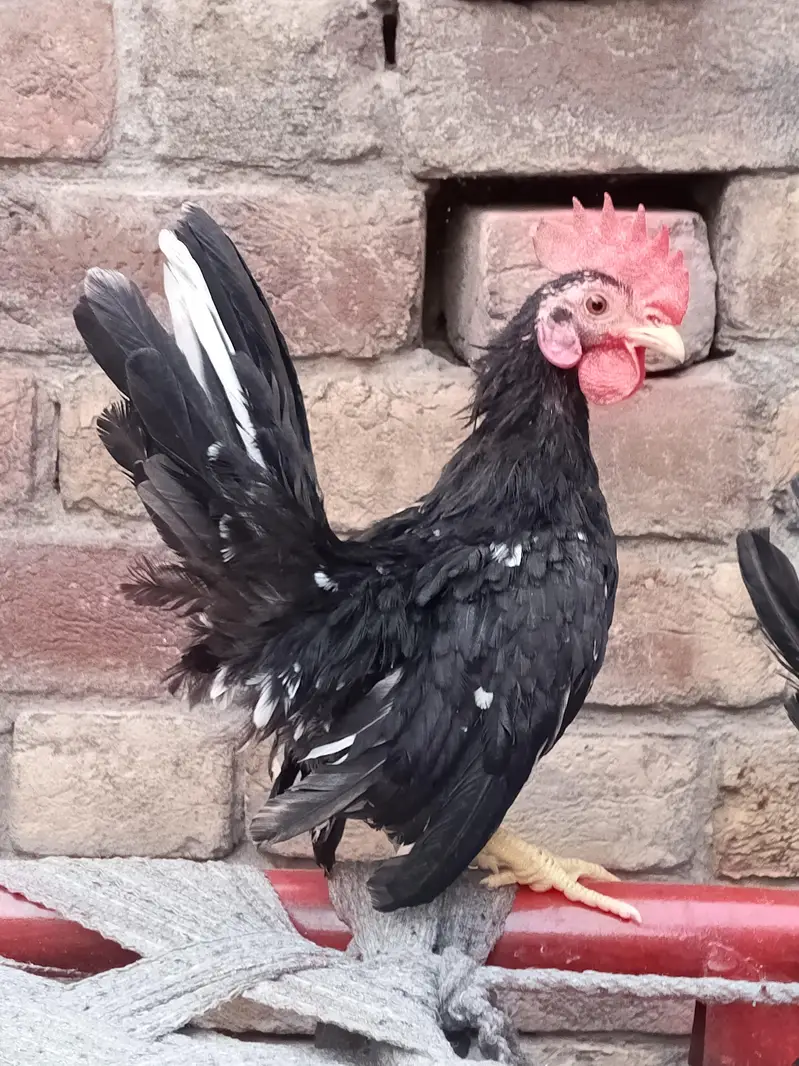 black mottled Japanese Bantam trio — photo 2