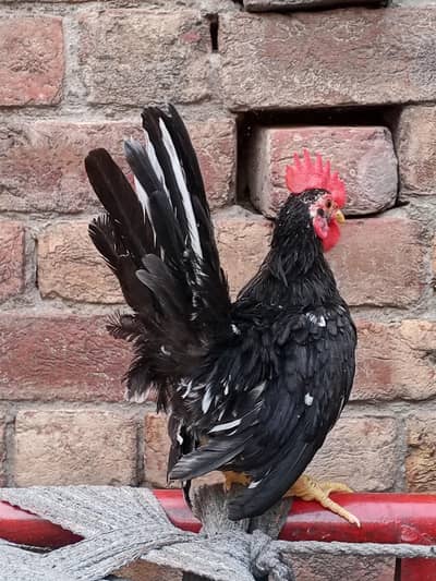 black mottled Japanese Bantam trio
