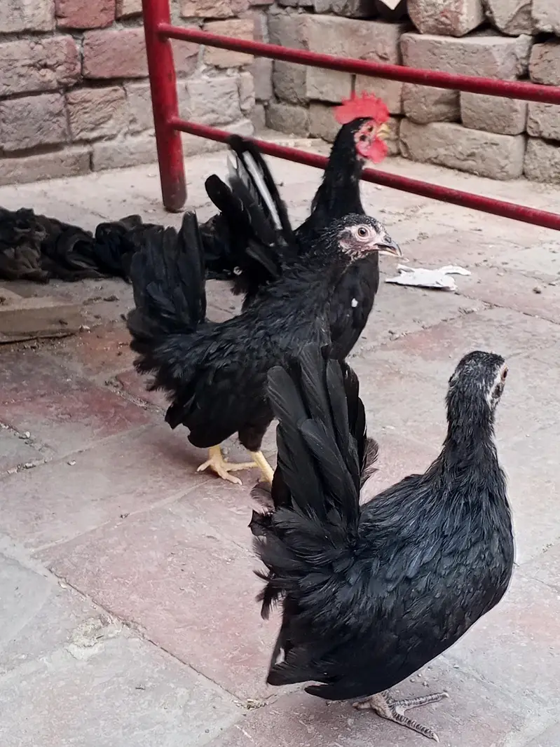 black mottled Japanese Bantam trio — photo 3