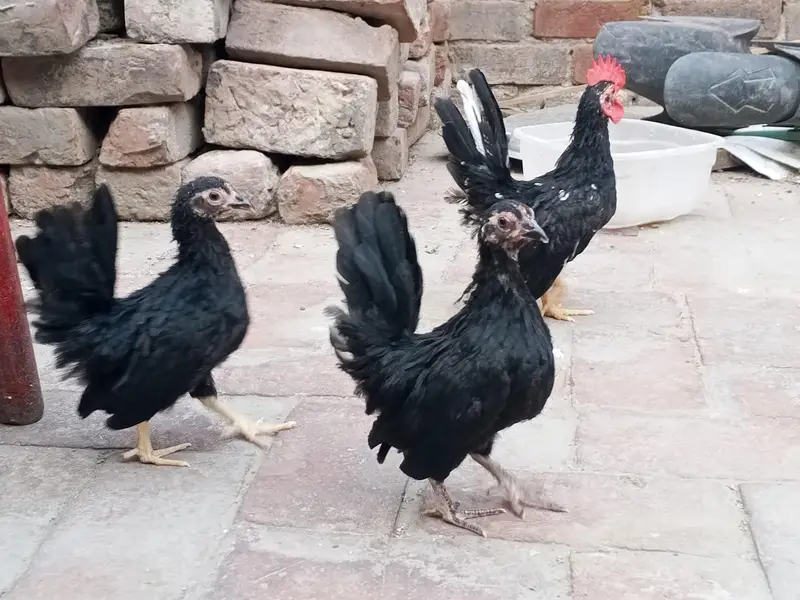 black mottled Japanese Bantam trio — photo 4