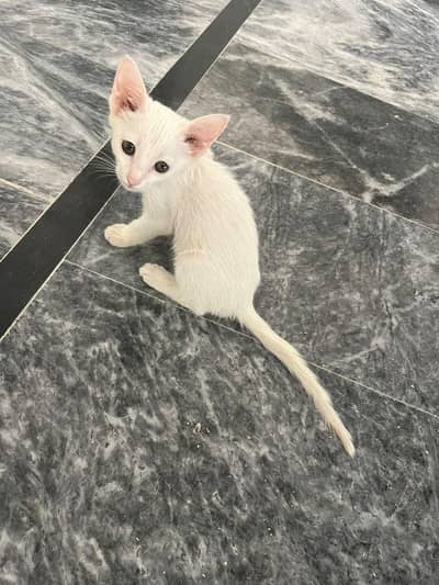Female Kitten for Sale – 2 Months Old