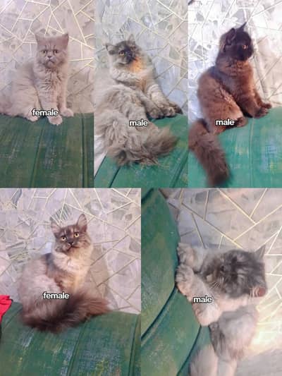 Persian kittens punch face