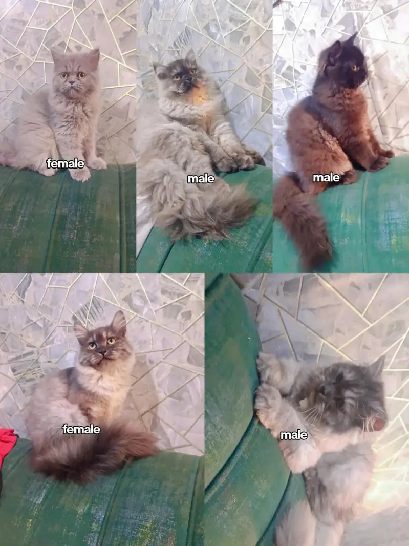 Persian kittens punch face