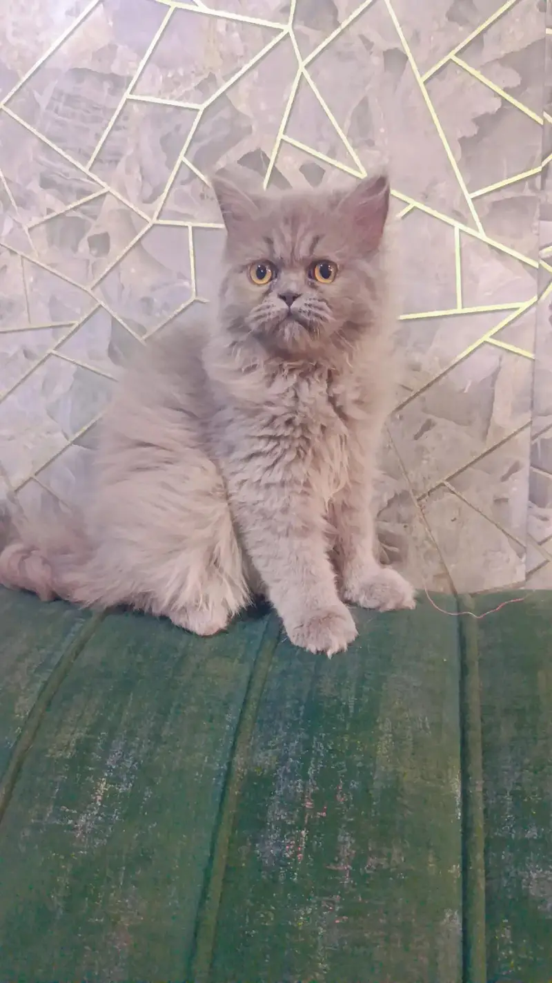 Persian kittens punch face — photo 2