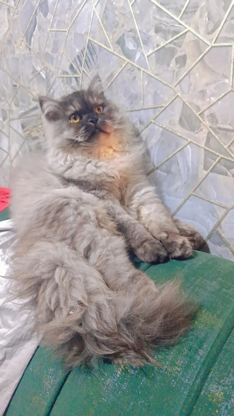 Persian kittens punch face — photo 3