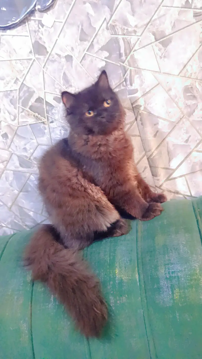 Persian kittens punch face — photo 4