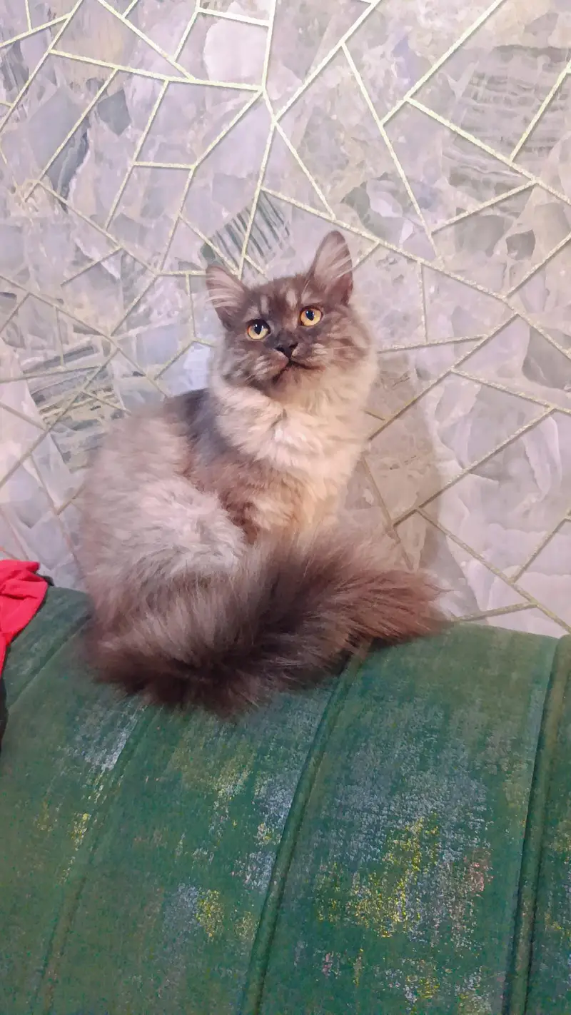 Persian kittens punch face — photo 5