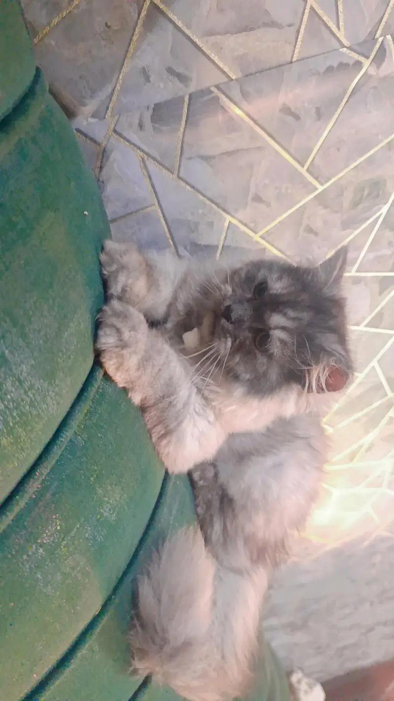 Persian kittens punch face — photo 6