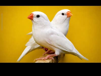 snow white | fawn java | cfw half orange breeder and ready to breed