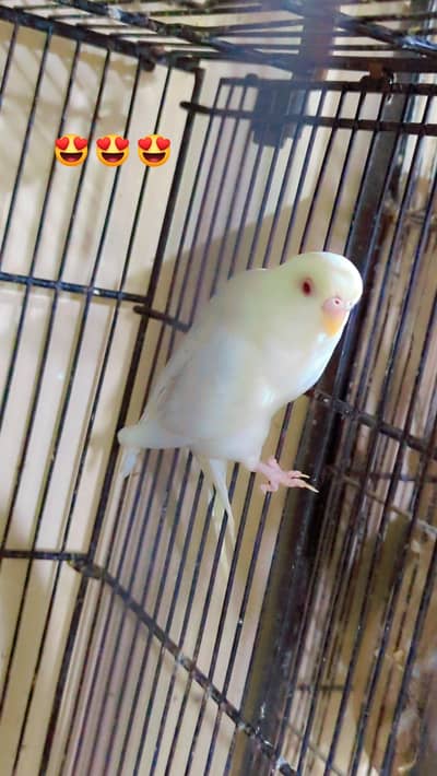 black wing split to split pair tcb pair
