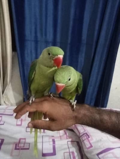 raw parrot pair RS30000