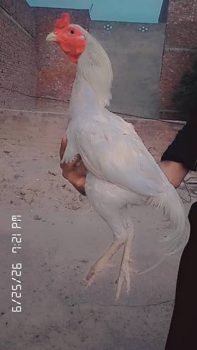 aseel pur Hera white murga03064784768