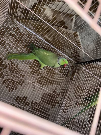 Green ringneck male