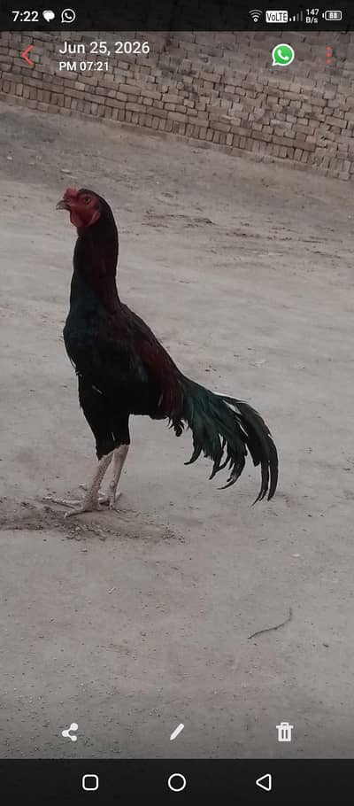 786128088888