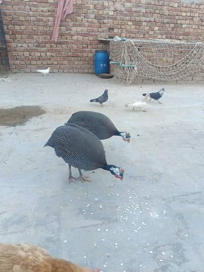 teetre (Gunia Fowl)