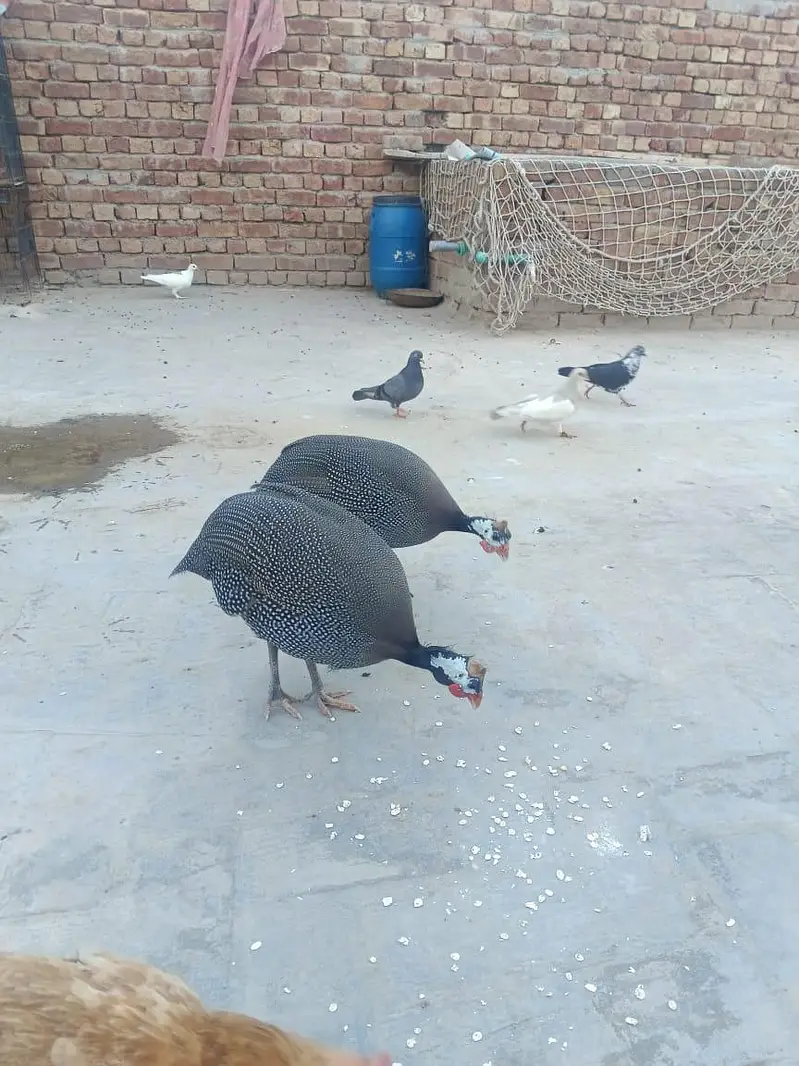 teetre (Gunia Fowl)