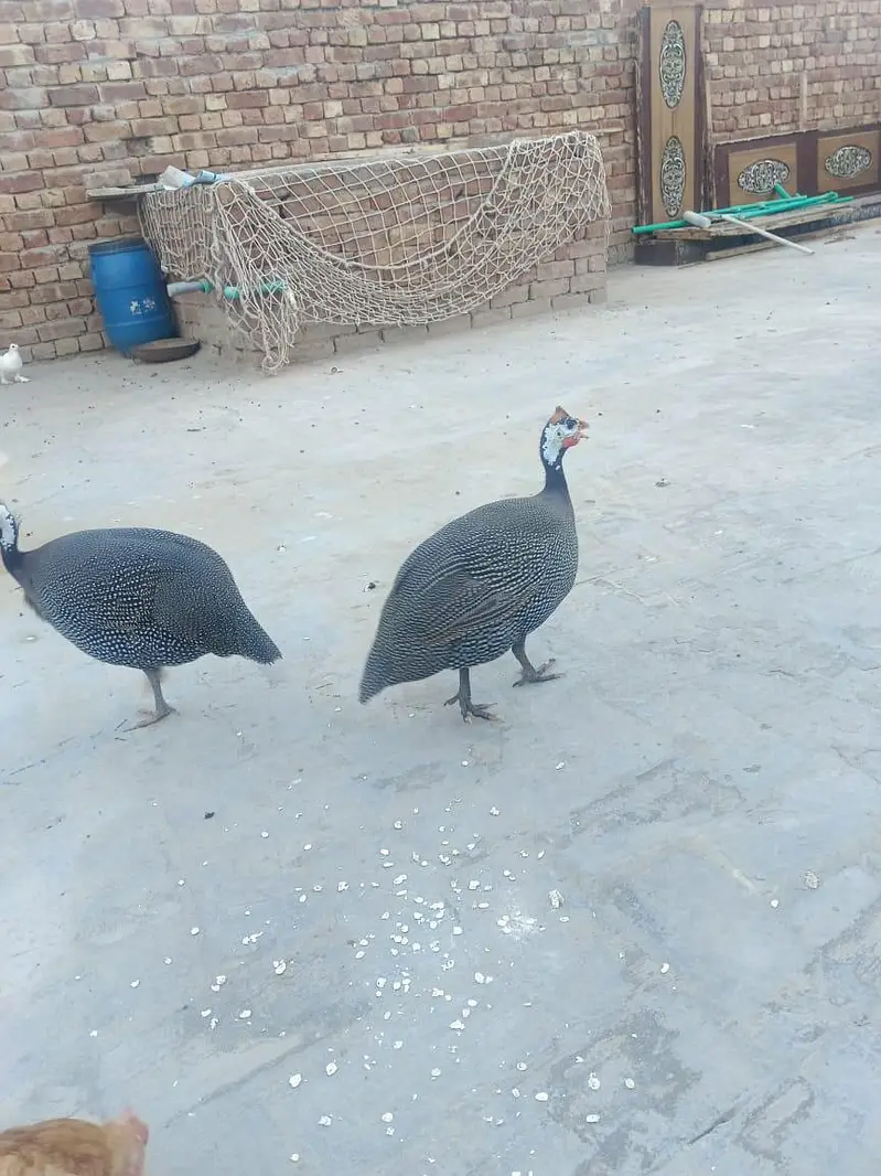 teetre (Gunia Fowl) — photo 2