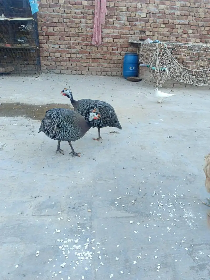 teetre (Gunia Fowl) — photo 3