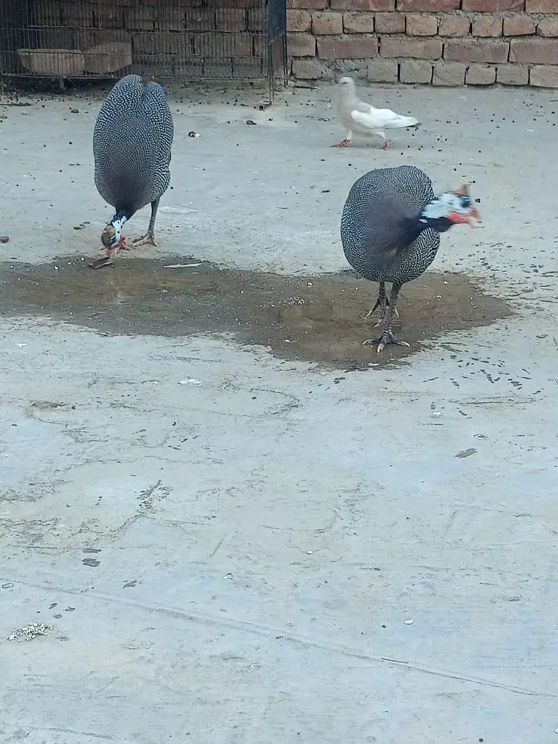 teetre (Gunia Fowl) — photo 4