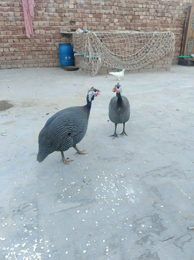 teetre (Gunia Fowl) — photo 5