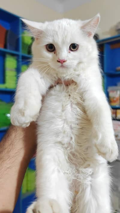 Male Kitten  Full Fluffy