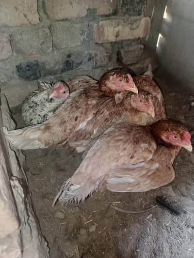 kurk hens