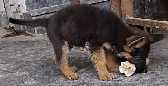 double cort male puppy for sale