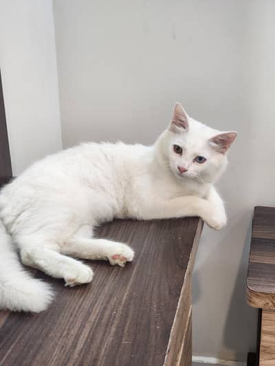 White persian odd eye cat