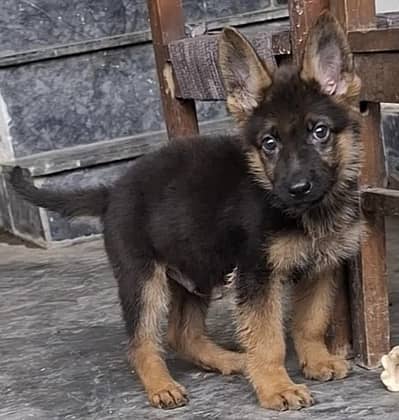 double cort german shepherd male puppy for sale