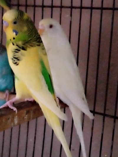 BREEDER BUDGIES